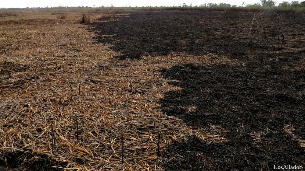 incendios-en-isla-el-pele-pablo-los-aliados-12