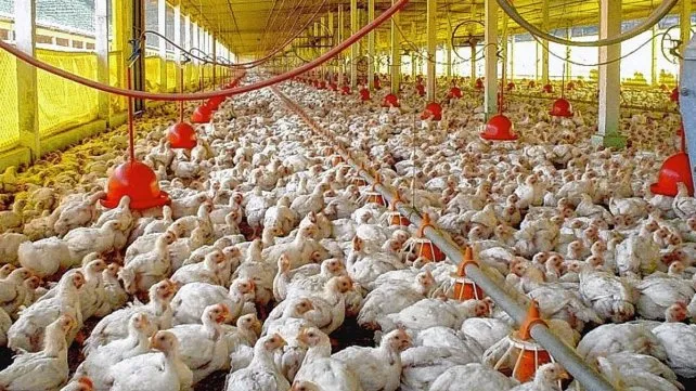 la-gripe-aviar-tiene-vilo-los-productoresjpg
