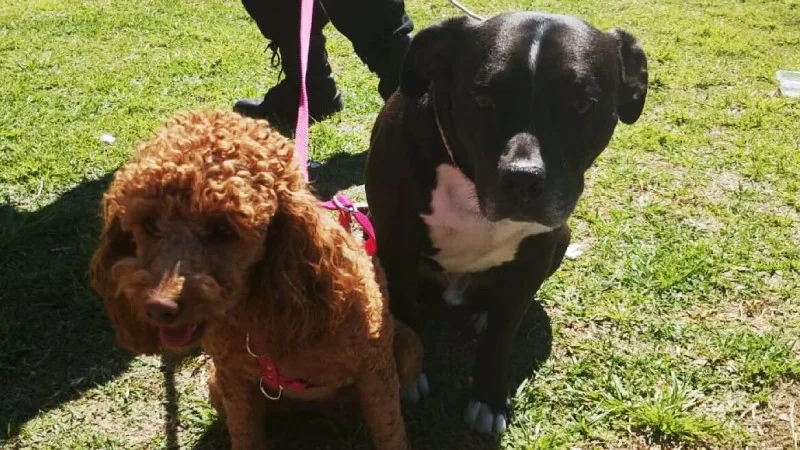 perros-rescate-auto-2-e1757448358386