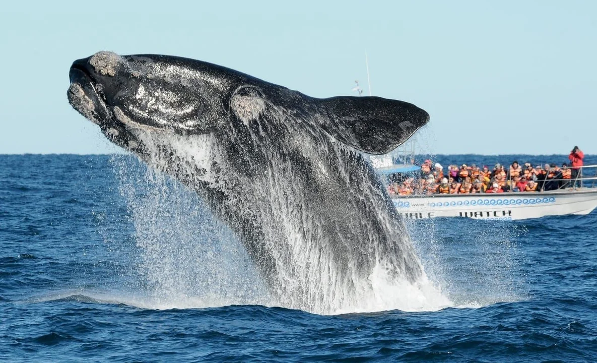 ballenas