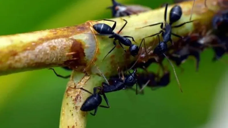 hormigas_podadoras.jpg_1756841869