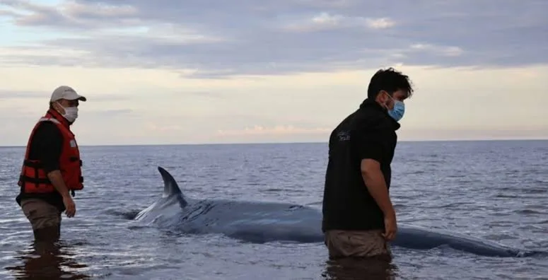 ballena