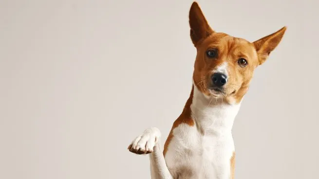 perro