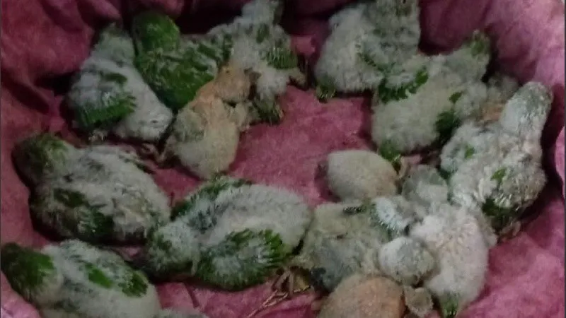 1763128882_cotorritas.jpg_1756841869