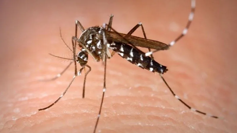 dengue_crop1707228189976.jpg_1756841869