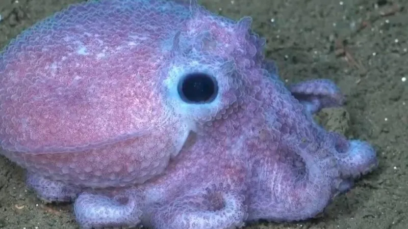 conicet3_pulpito.jpg_674994428