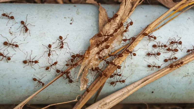 hormiga_colorada.jpg_674994428