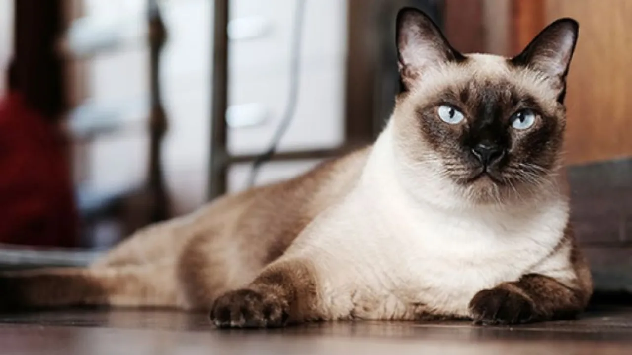 gato-3