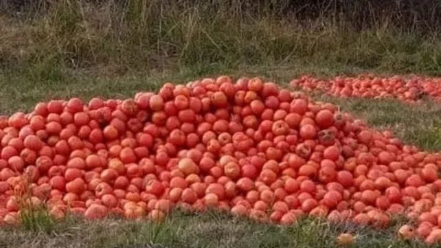 imagetomate