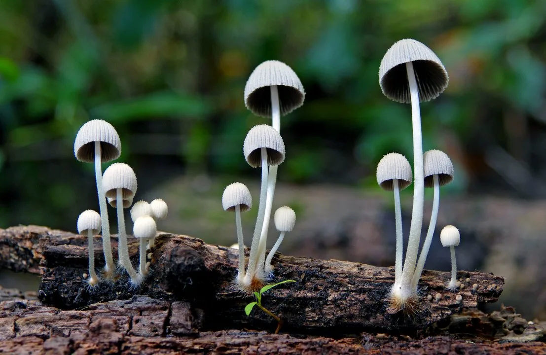 hongos