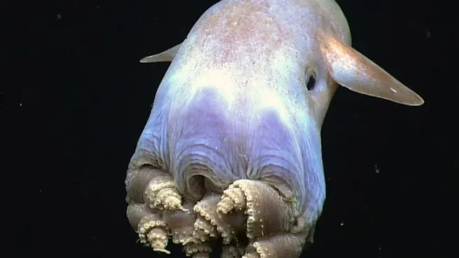 pulpo-dumbo