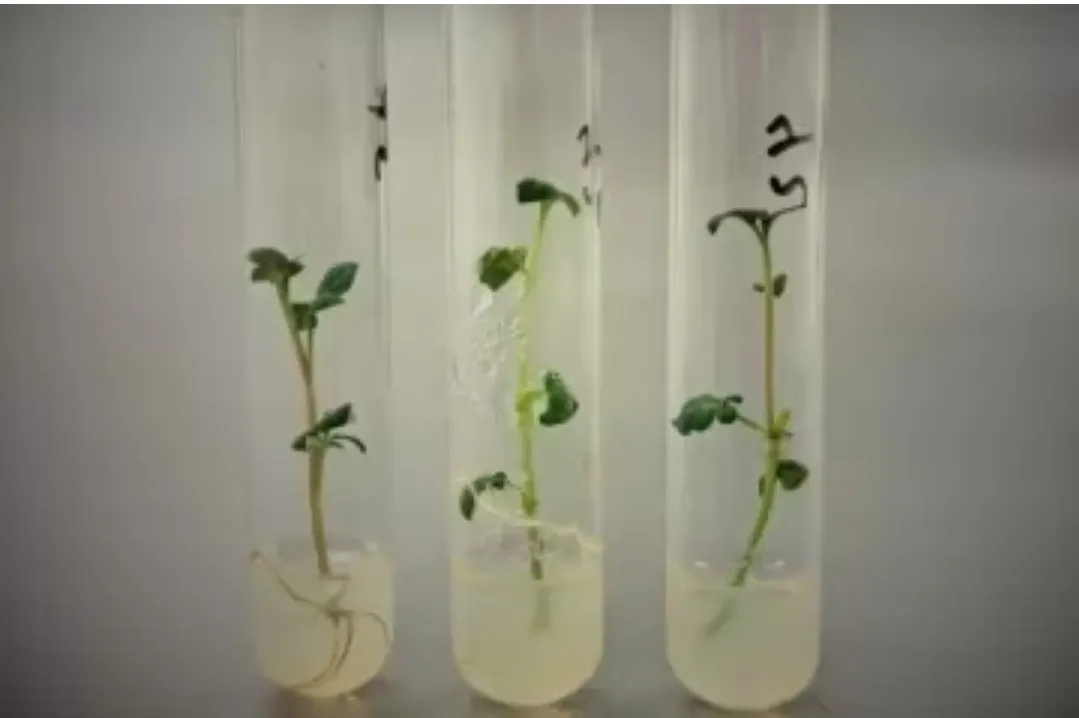 Screenshot_20240815_223802_Chrome