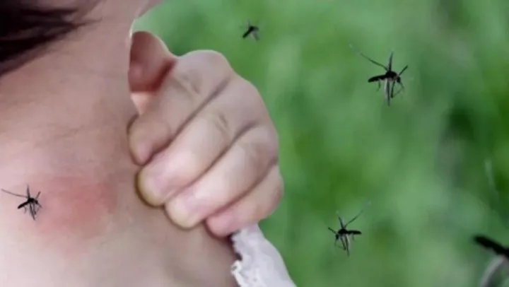 mosquitos-picando_x1x_1_crop1704301782596.jpg_1833193316