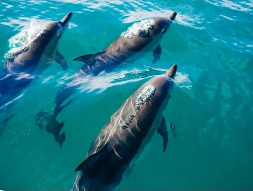 WhatsApp Image 2025-07-23 at 16.50.28