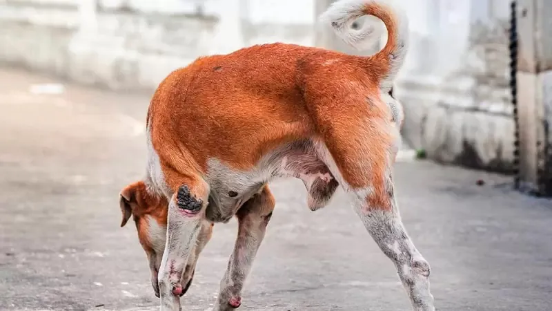 amputacion-patas-perro-min2