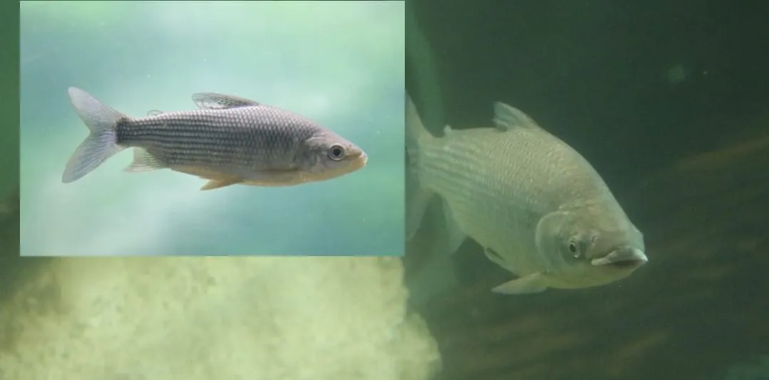 WhatsApp Image 2025-11-09 at 11.29.37