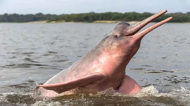 delfin-rosado-del-amazonas-inia-geoffrensisjpg