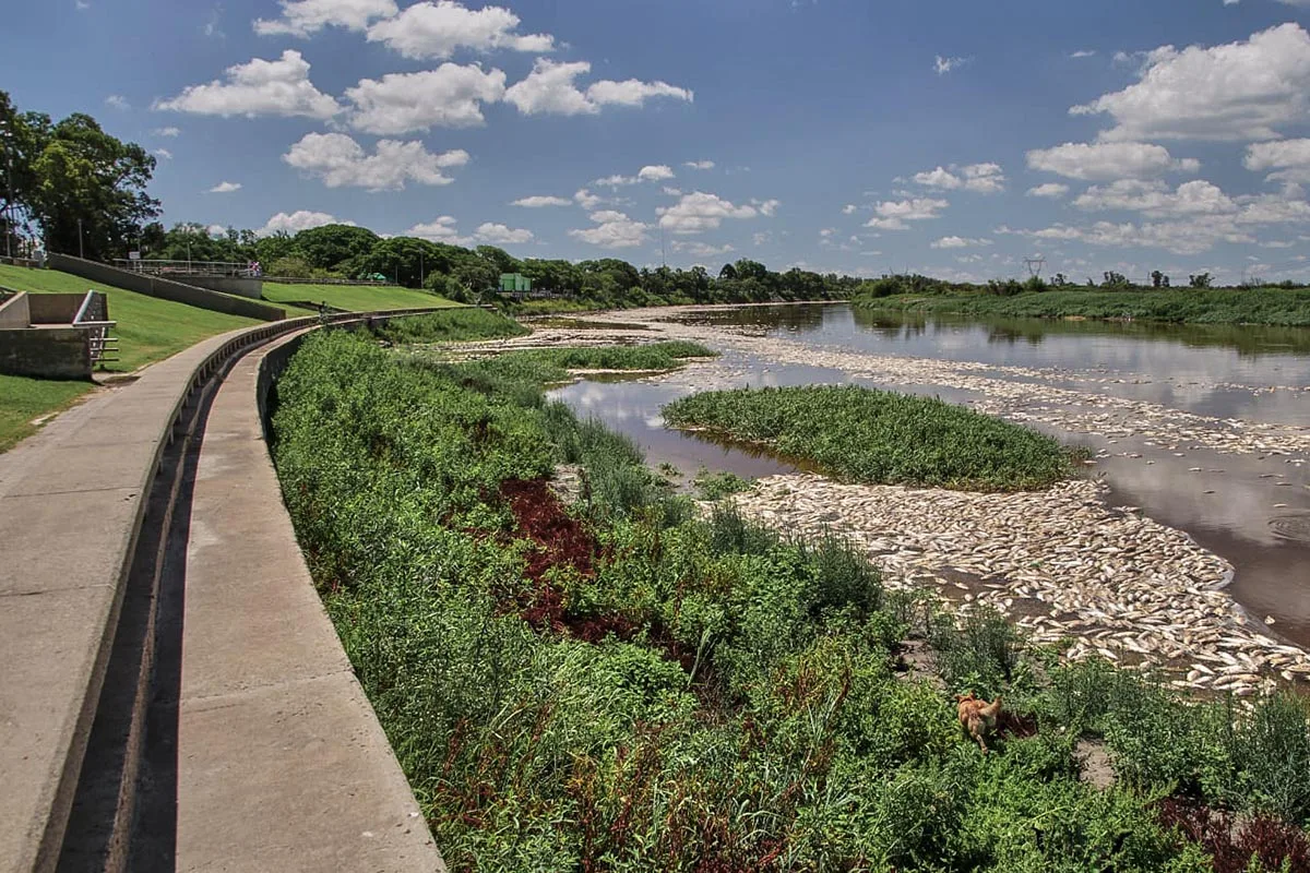 peces_muertos_rio_salado_santa_fe_agrotoxicos_1