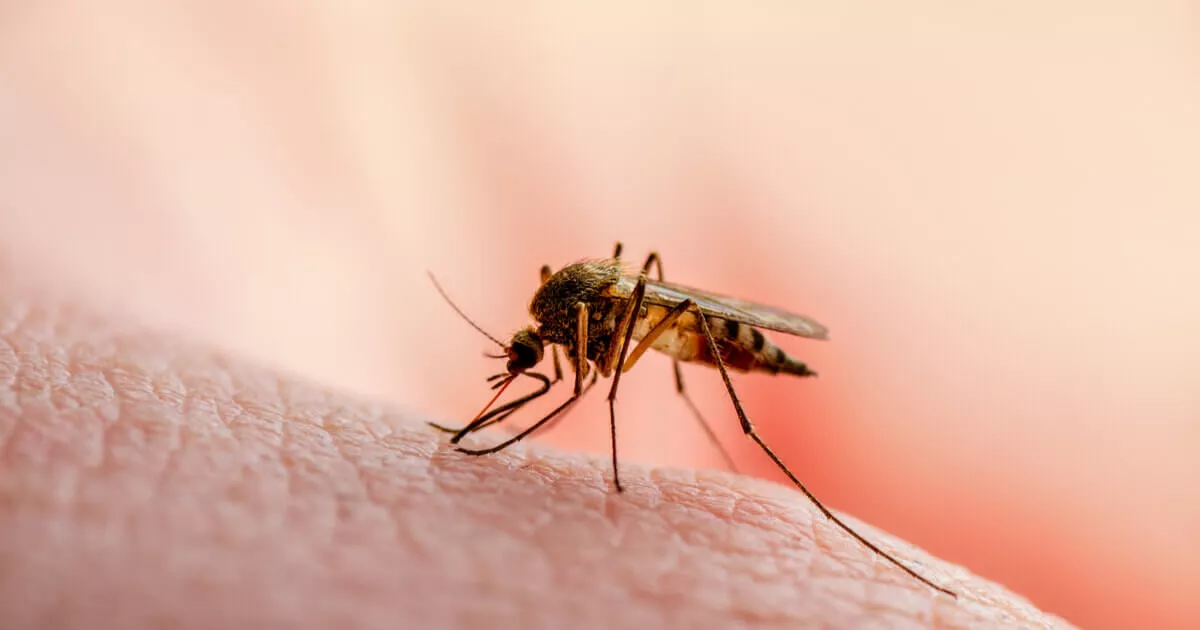 dengue-prevencion