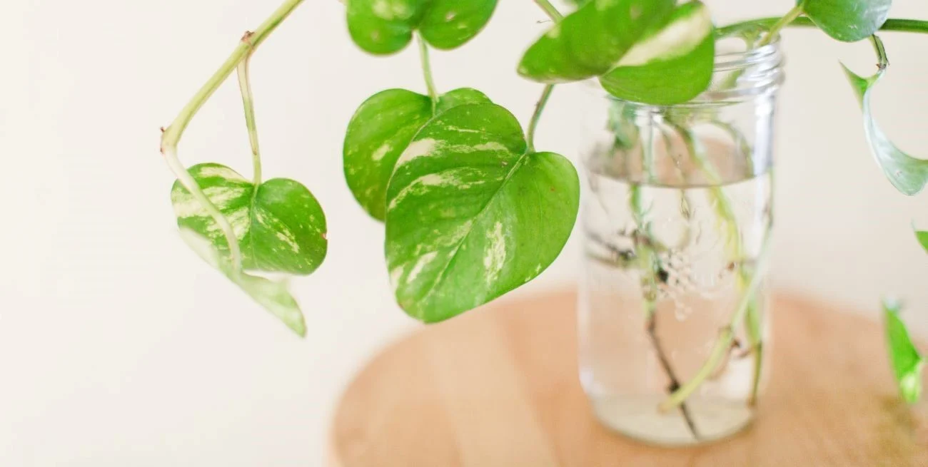 hKIKW9W2T_1300x655__1