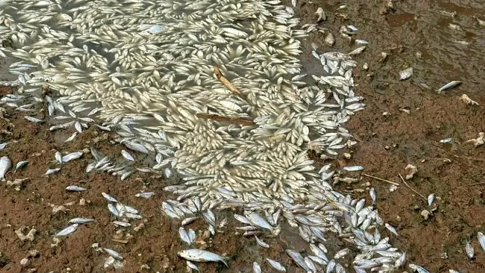 carcarana-peces-muertos-1