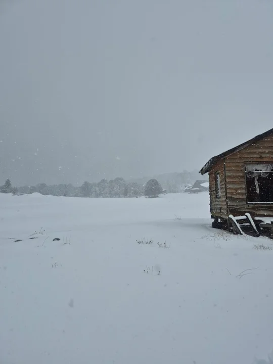 Nieve