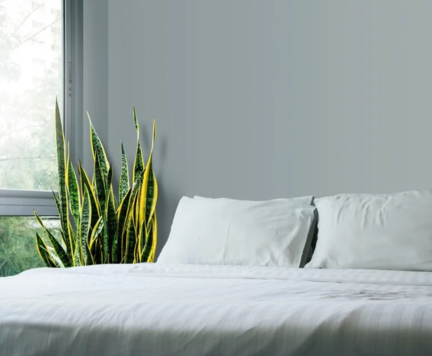 planta