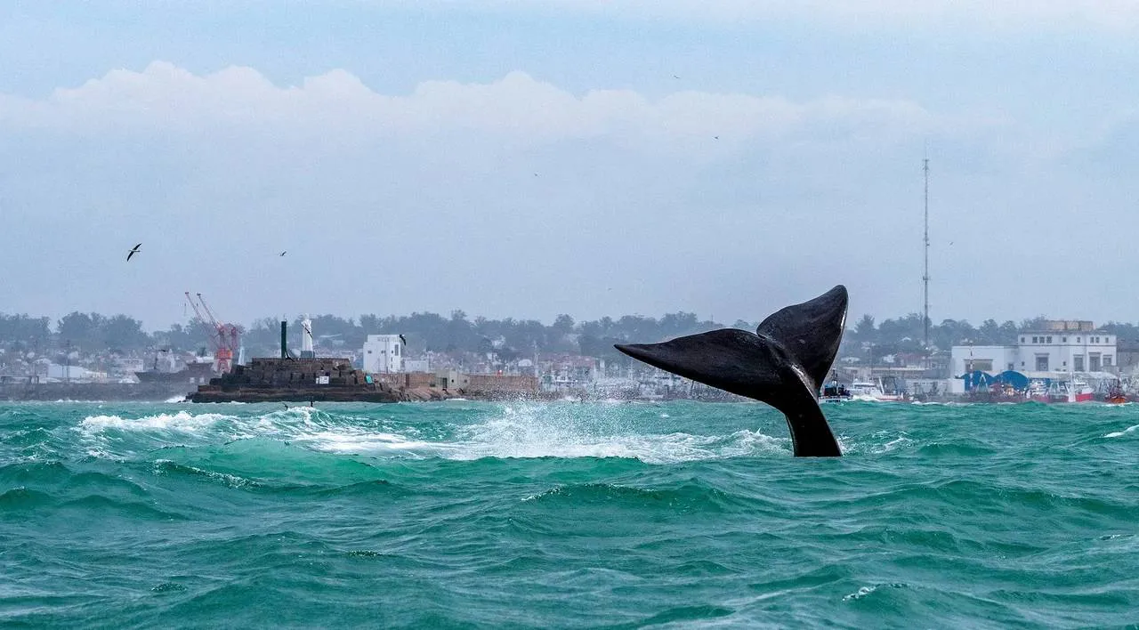 ballenas