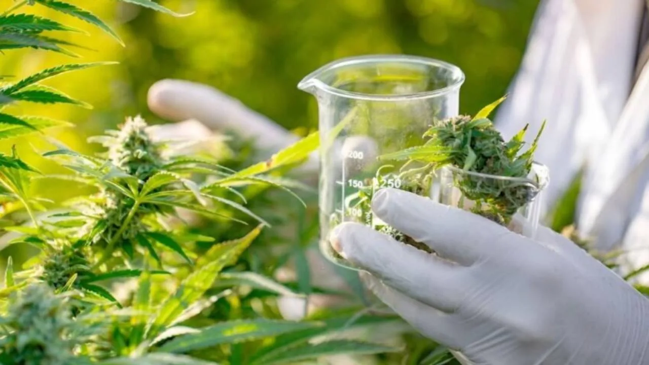 cannabis-congreso-1