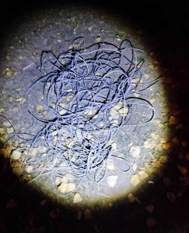 c0d24723-da4e-4688-a03a-e3c223d674c8