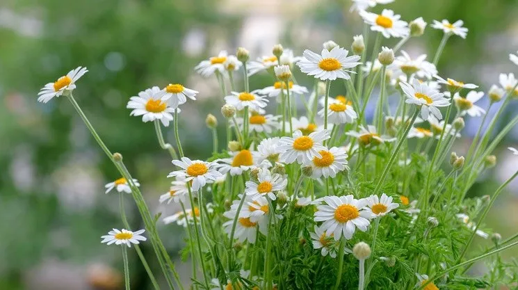 manzanilla.jpg_368134705