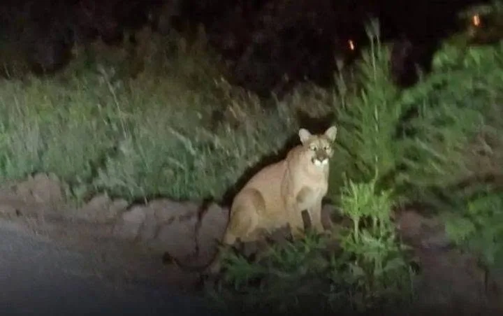 puma-1