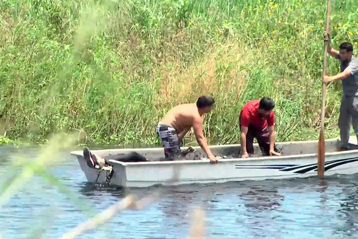 wmremove-transformed