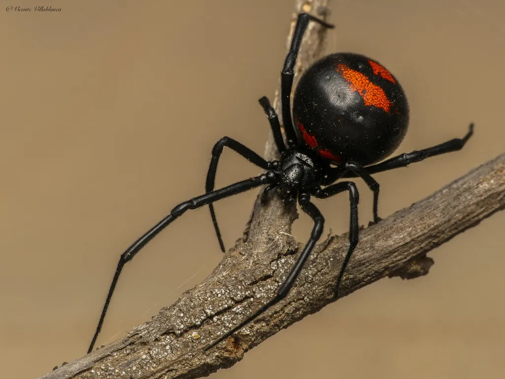viuda-negra