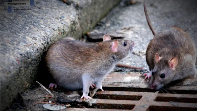 ratas-alcantarilla