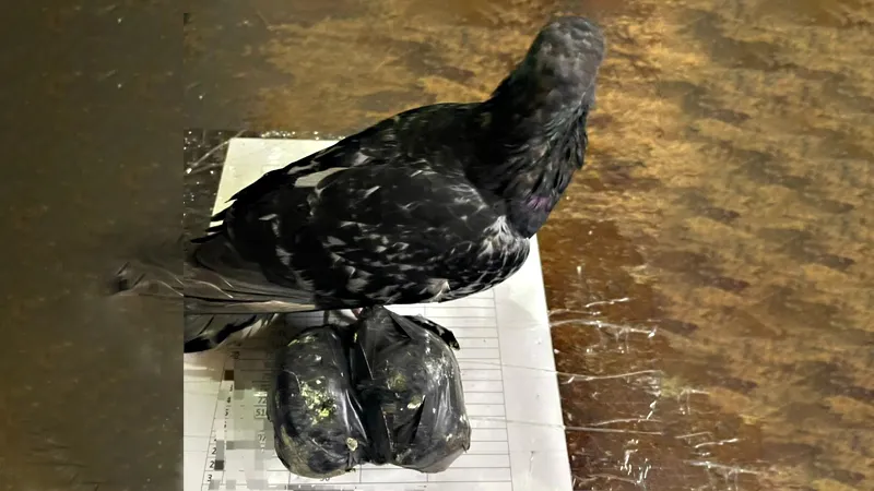 Paloma-con-una-bolsa-atada-a-una-de-sus-patas