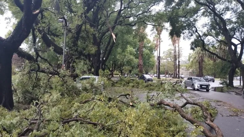 ramas_caidas_tormentas.jpg_1756841869