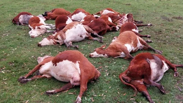 vacunos-nitratos-intoxicacion-chajarijpg