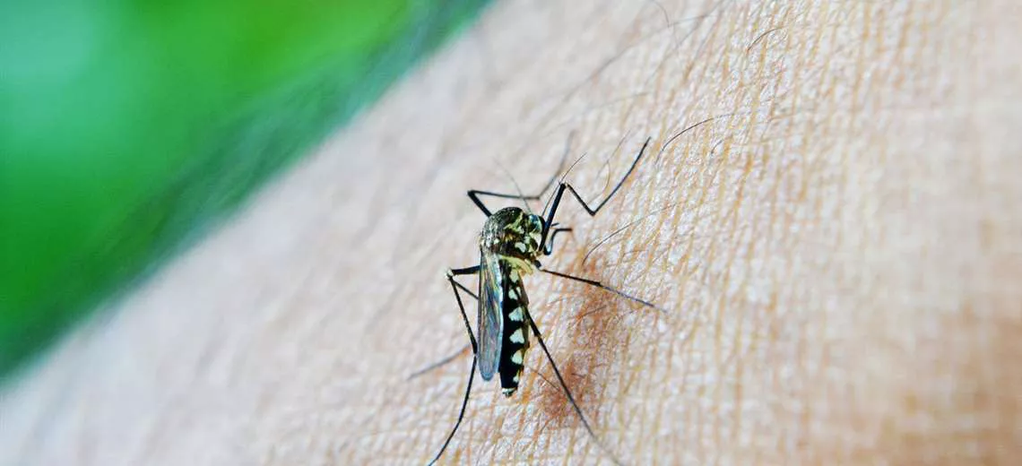 dengue-_319398111_1140x520