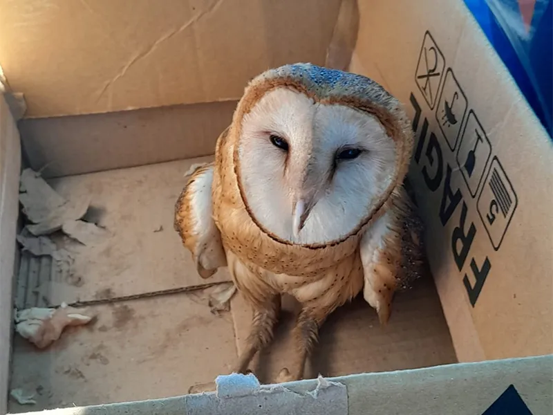 lechuza-de-campanario-rescate