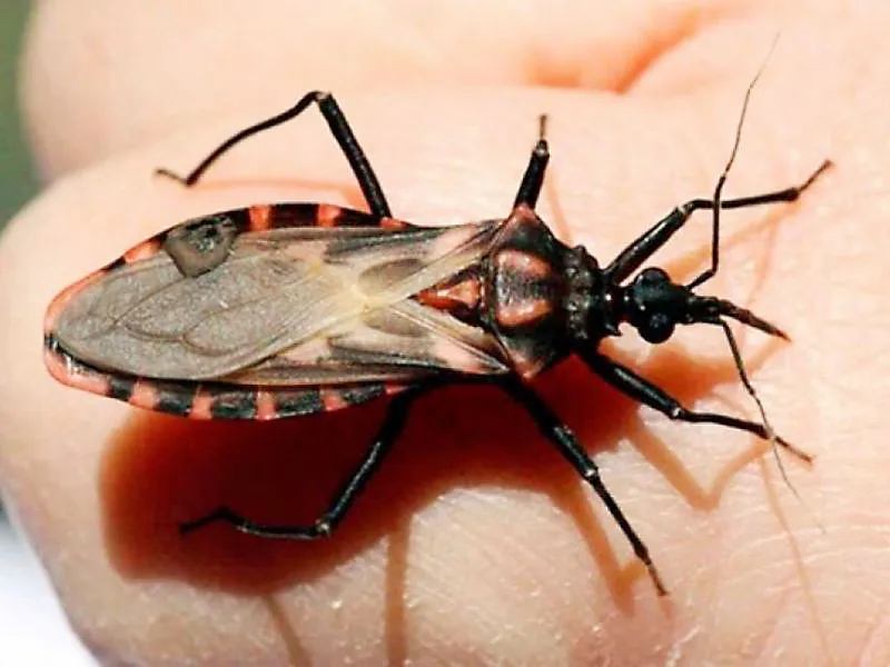 chagas-1