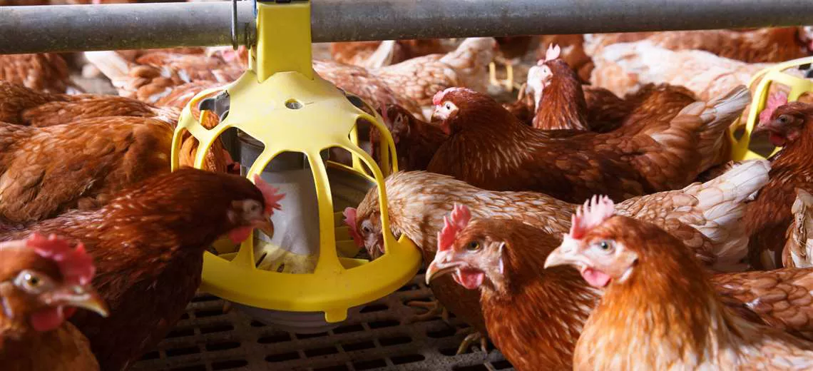 gallinas-aviar_1131020732_1140x520